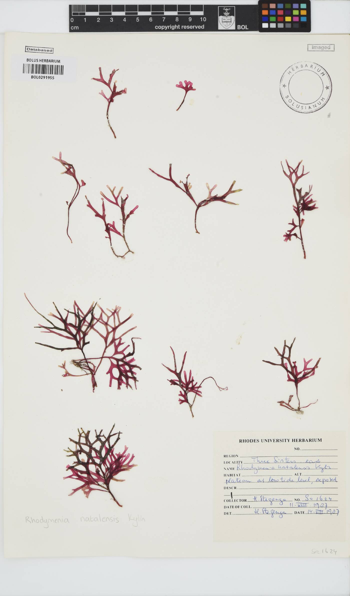 Rhodymenia image