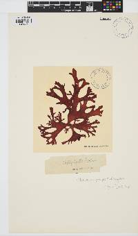 Thamnophyllis discigera image