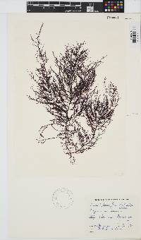 Carpoblepharis flaccida image