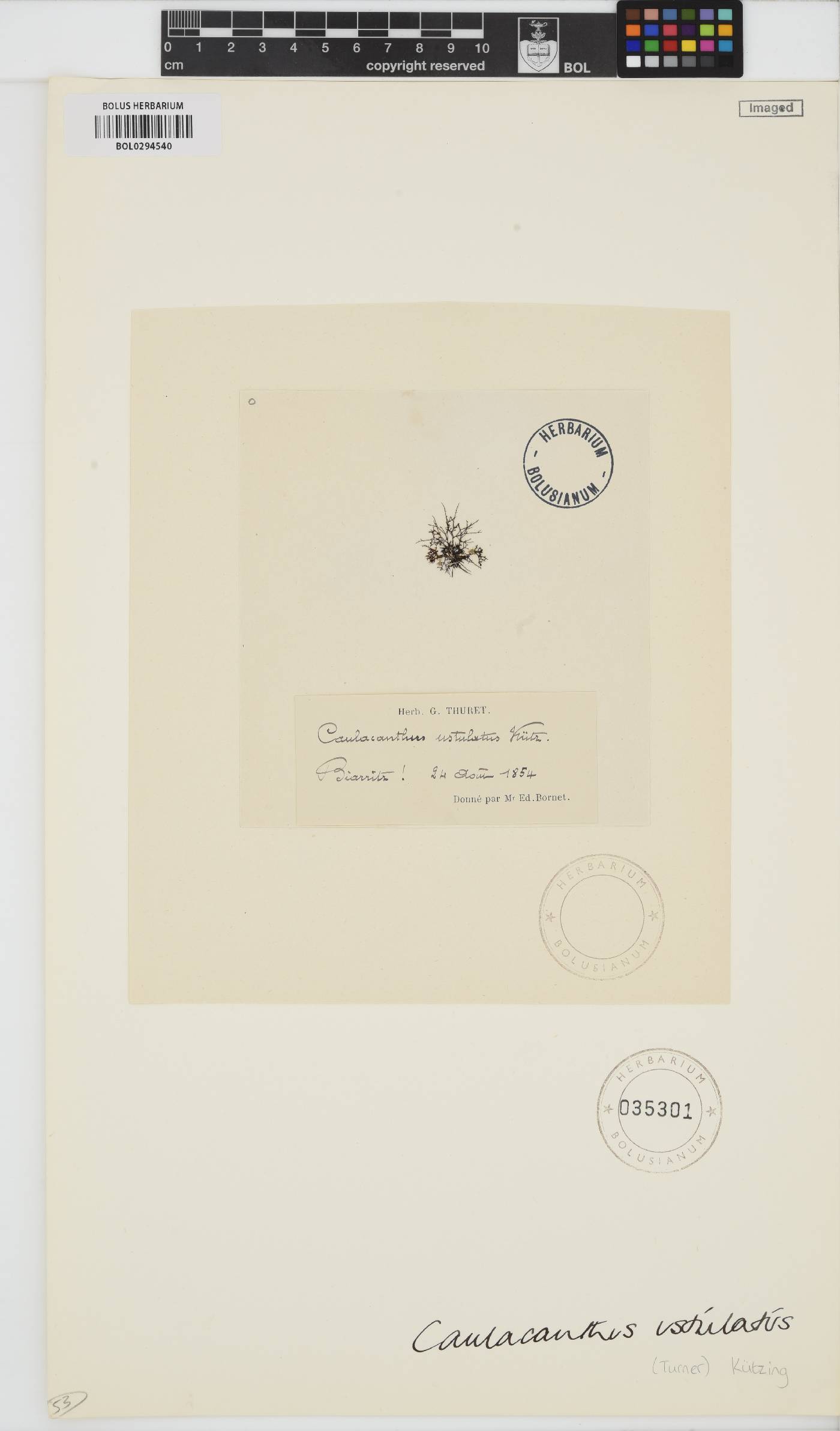 Caulacanthus ustulatus image