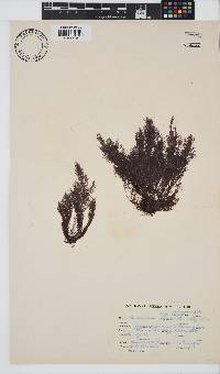 Centroceras clavulatum image