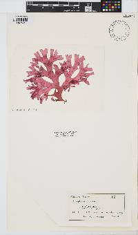 Image of Champia expansa