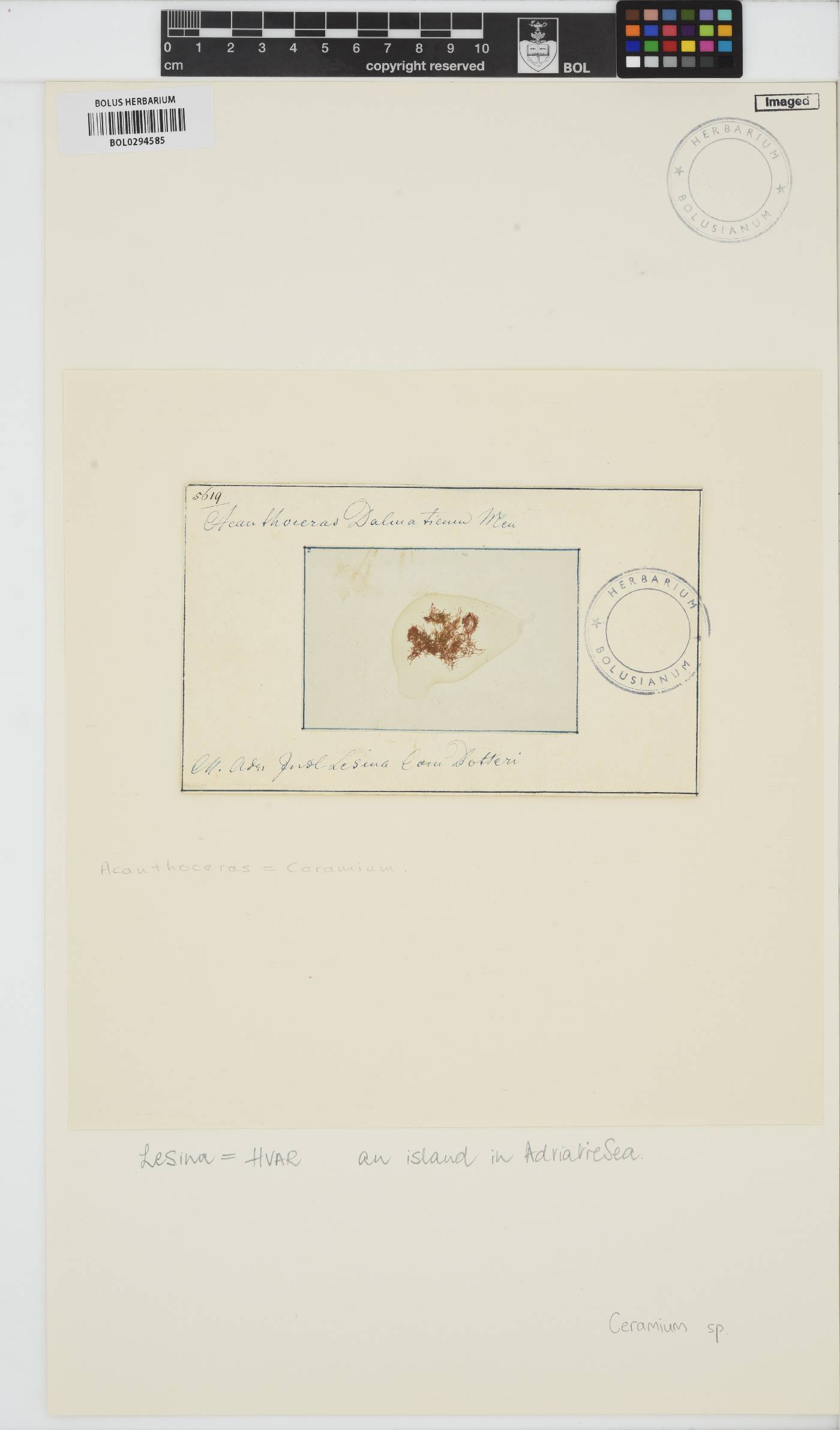 Ceramium image