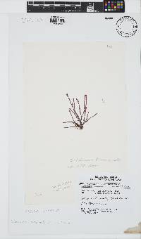 Dichotomaria hommersandii image