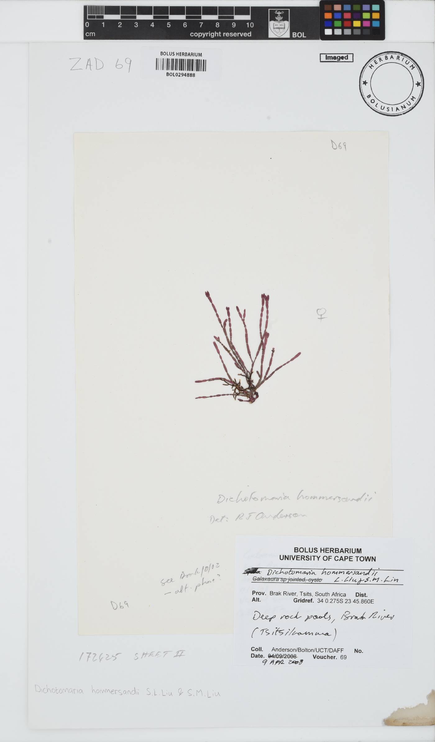 Dichotomaria hommersandii image