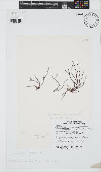 Dichotomaria hommersandii image