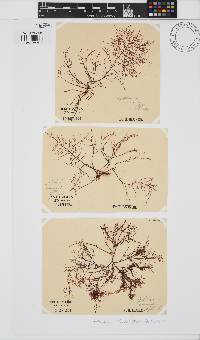 Gelidium abbottiorum image