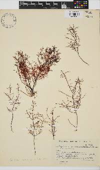 Gelidium abbottiorum image