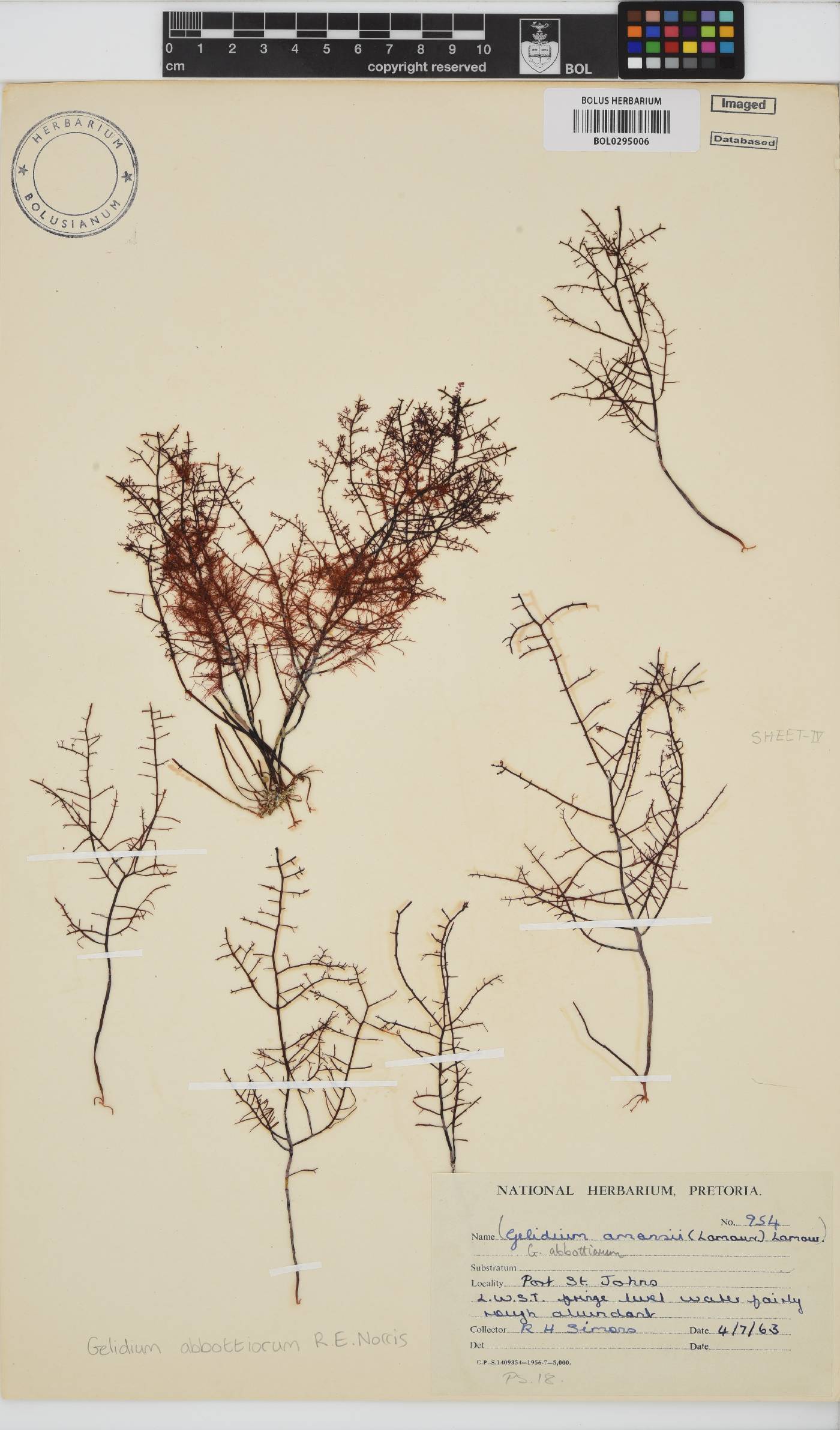 Gelidium abbottiorum image
