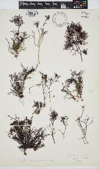 Gelidium abbottiorum image