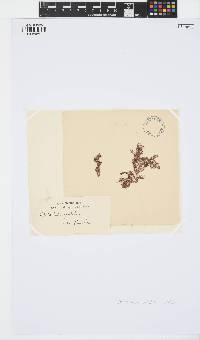 Ptilocladia pulchra image