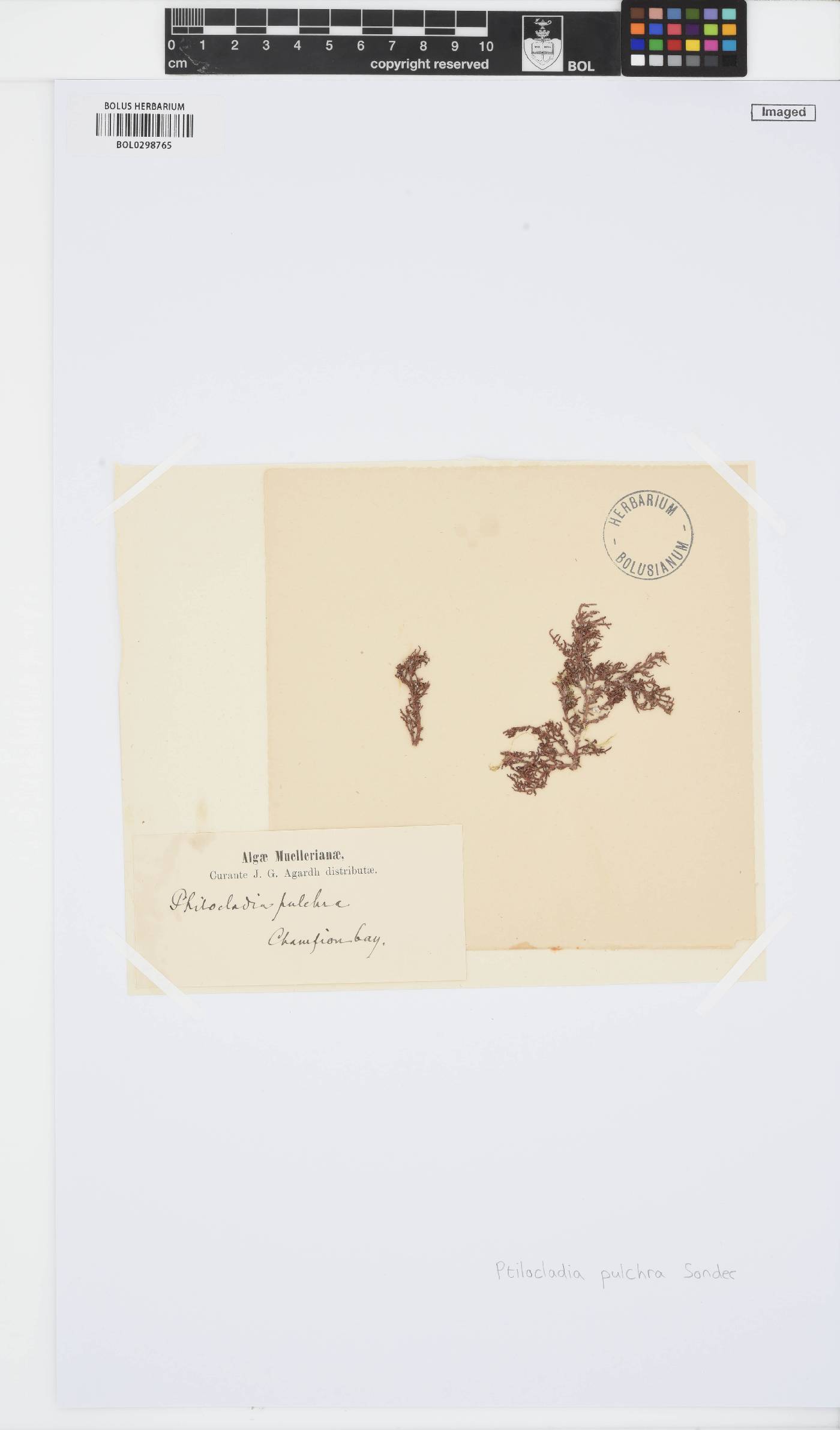 Ptilocladia pulchra image