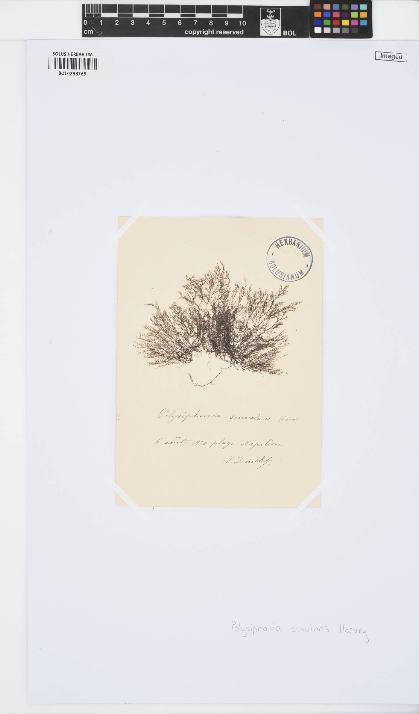 Vertebrata simulans image