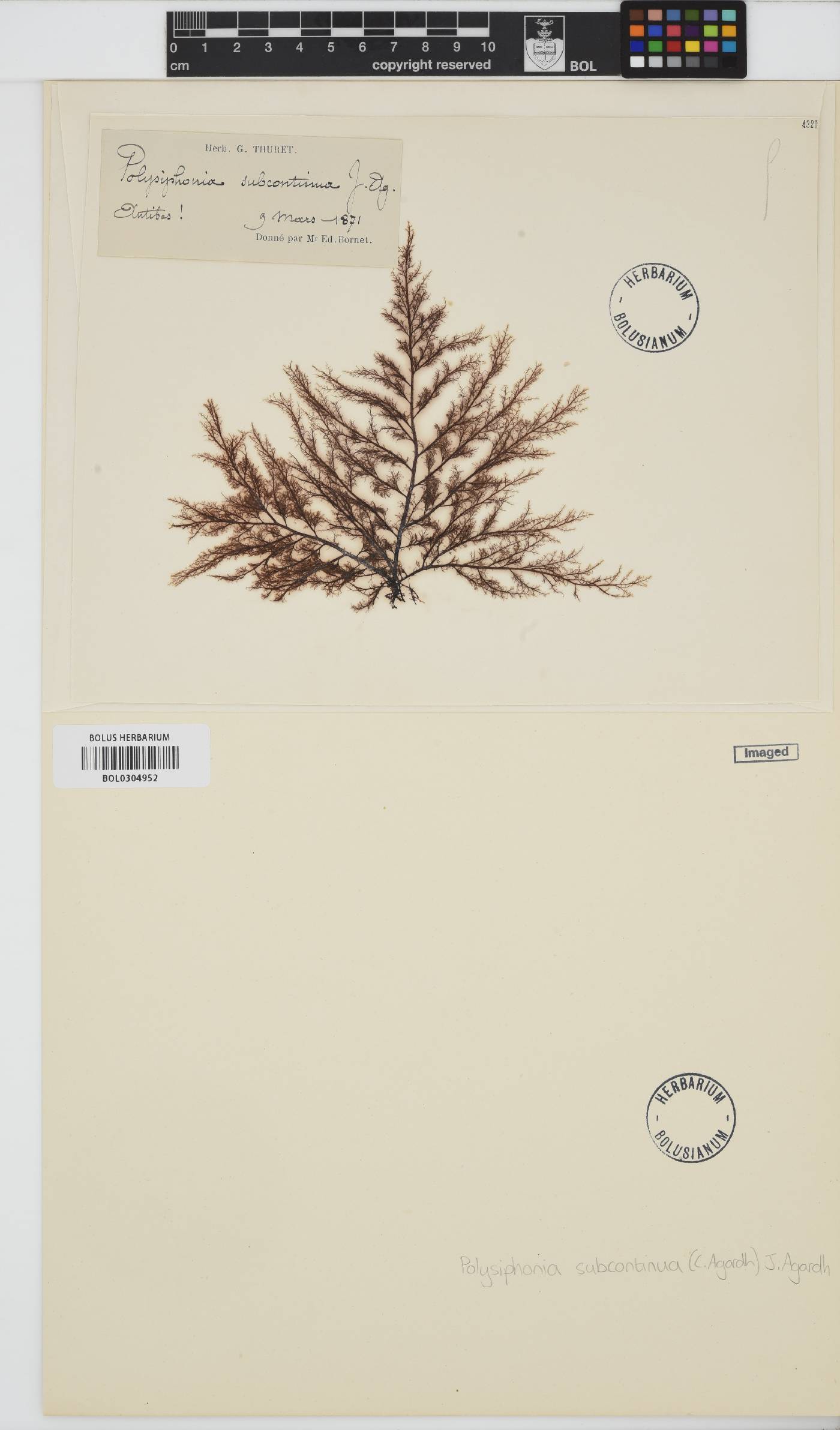 Polysiphonia subcontinua image