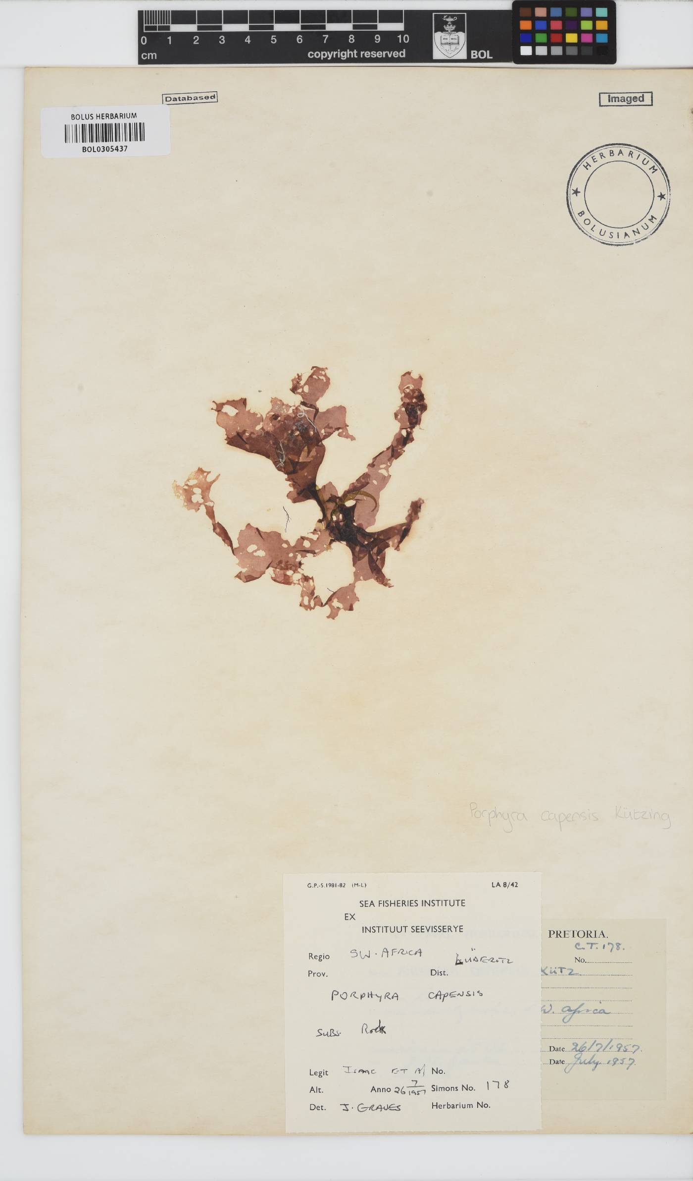 Porphyra image