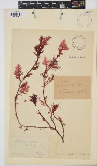 Ptilophora rumpii image