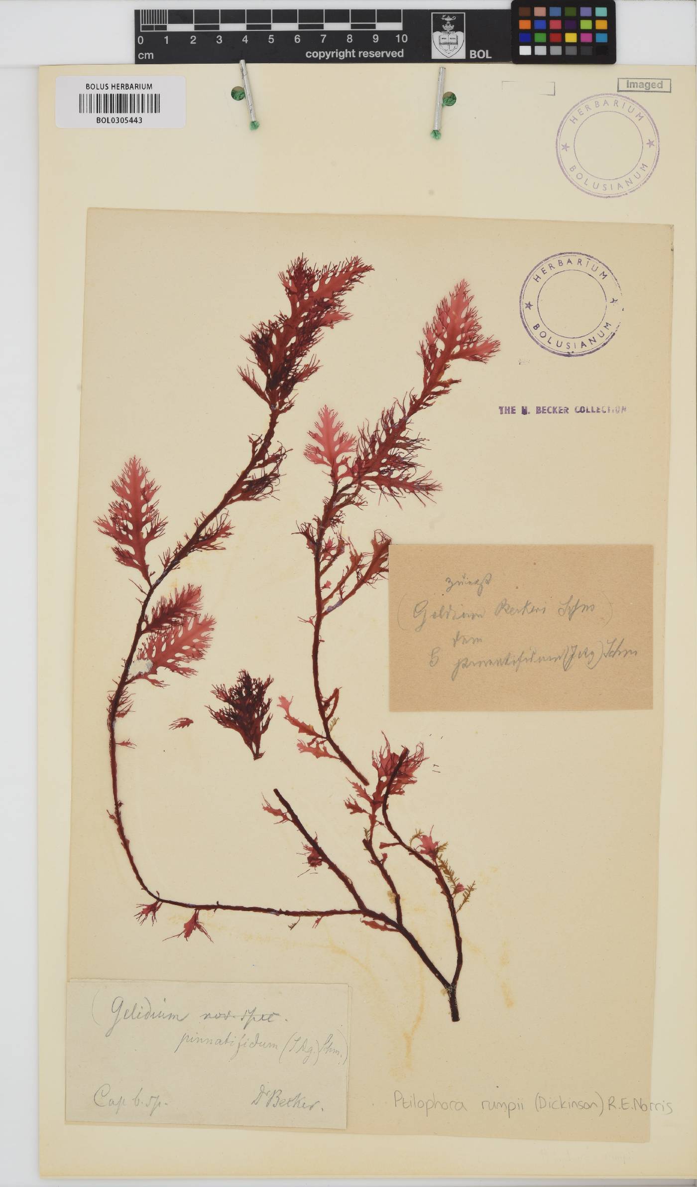 Ptilophora rumpii image