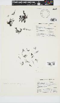 Tayloriella tenebrosa image