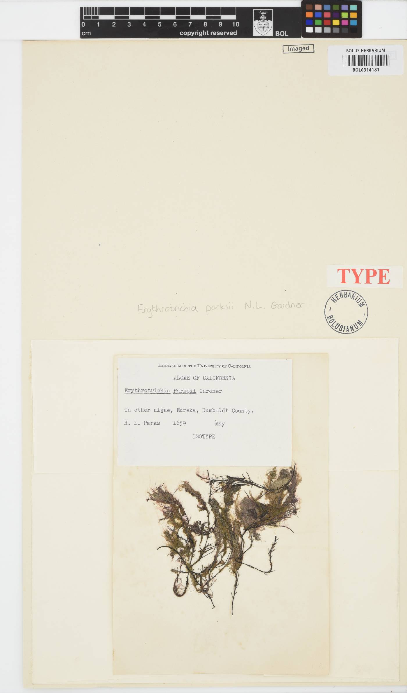 Erythrotrichia parksii image