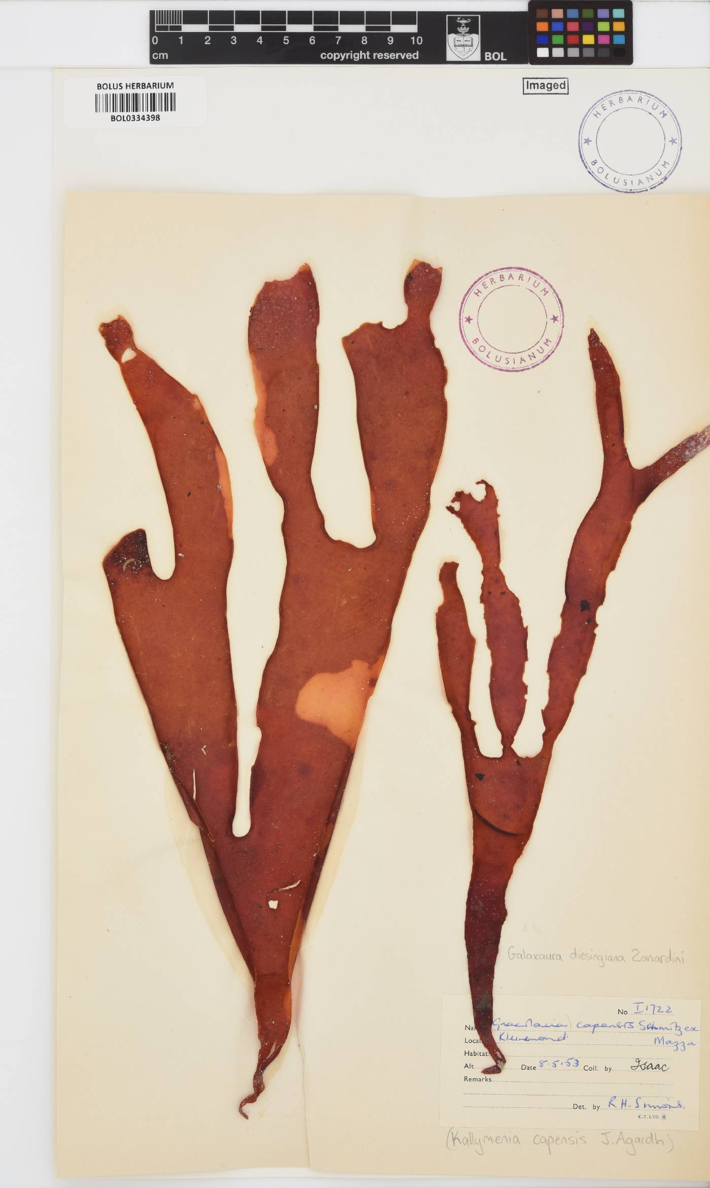 Dichotomaria diesingiana image