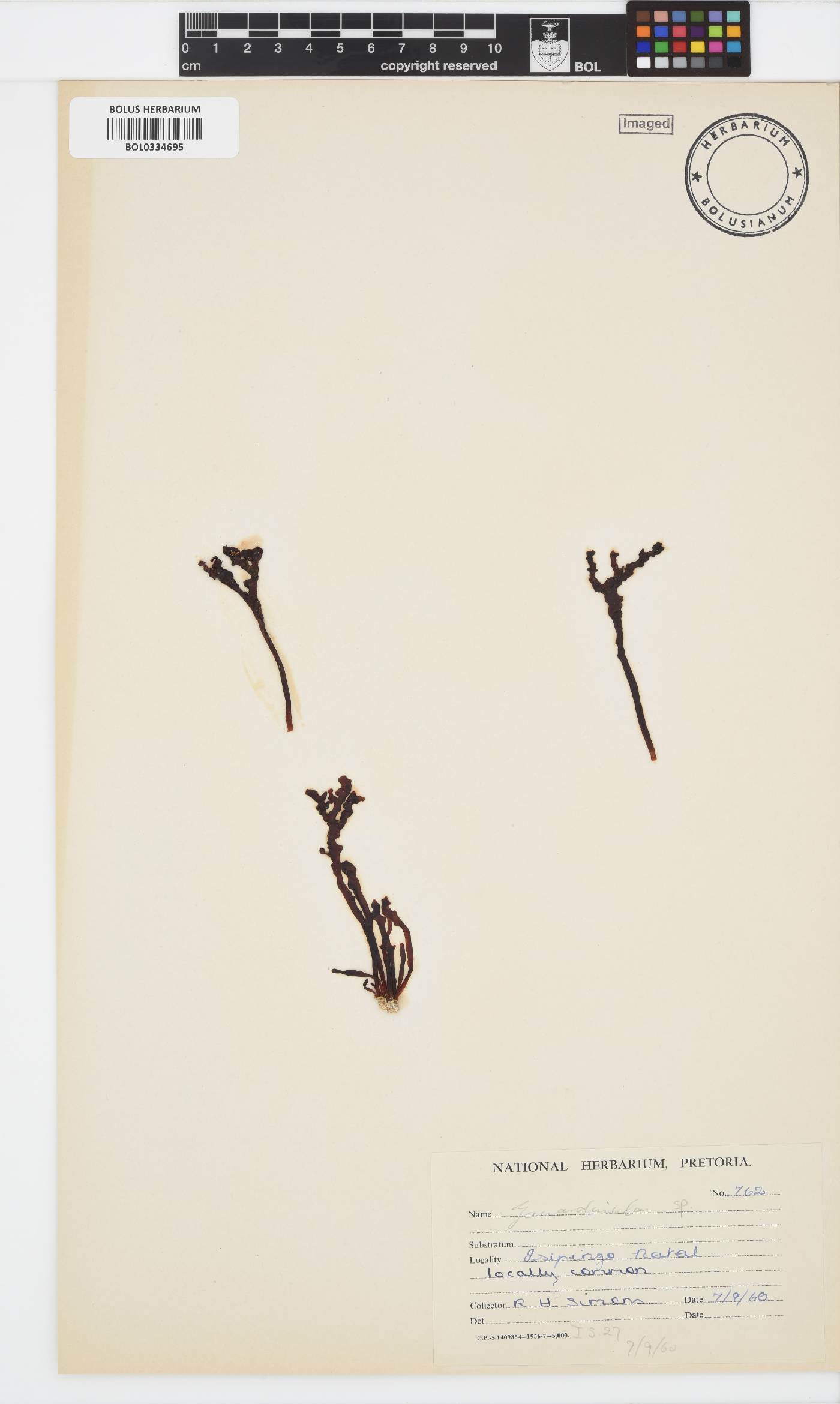 Zanardinula image