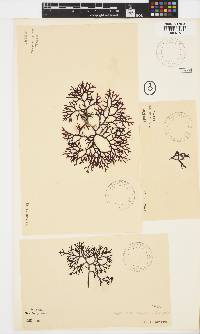 Kentrophora natalensis image