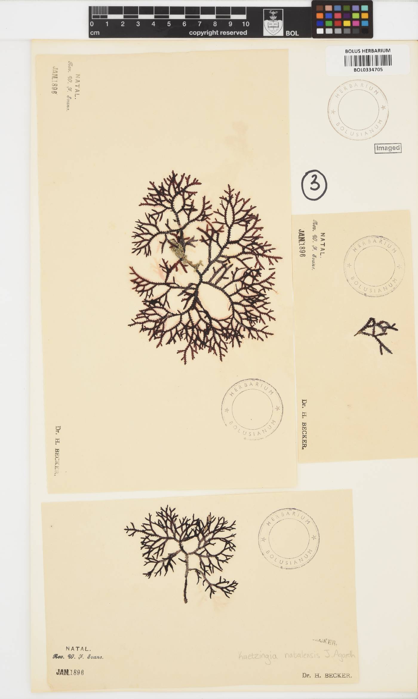 Kentrophora natalensis image