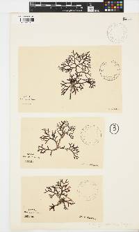 Kentrophora natalensis image