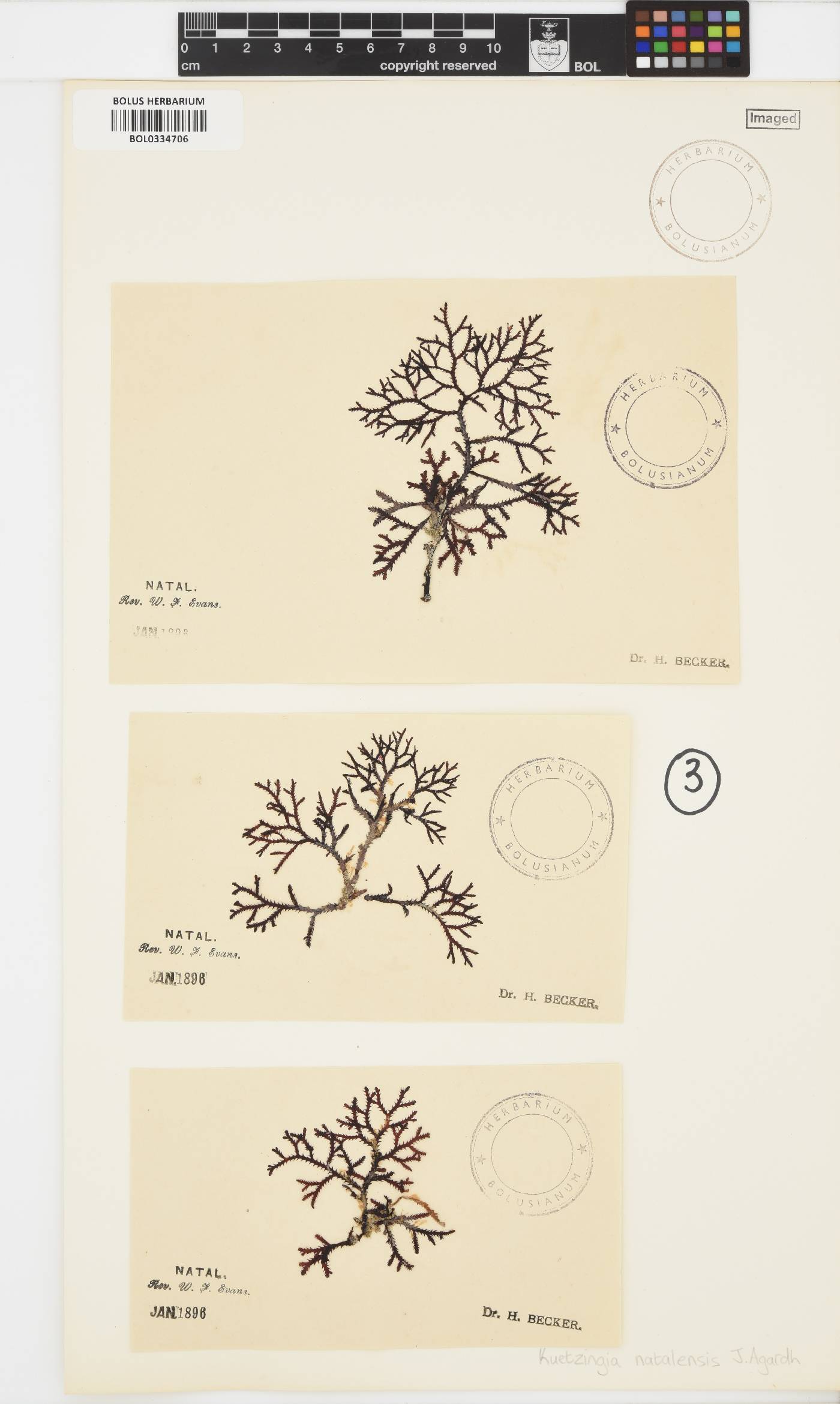 Kentrophora image