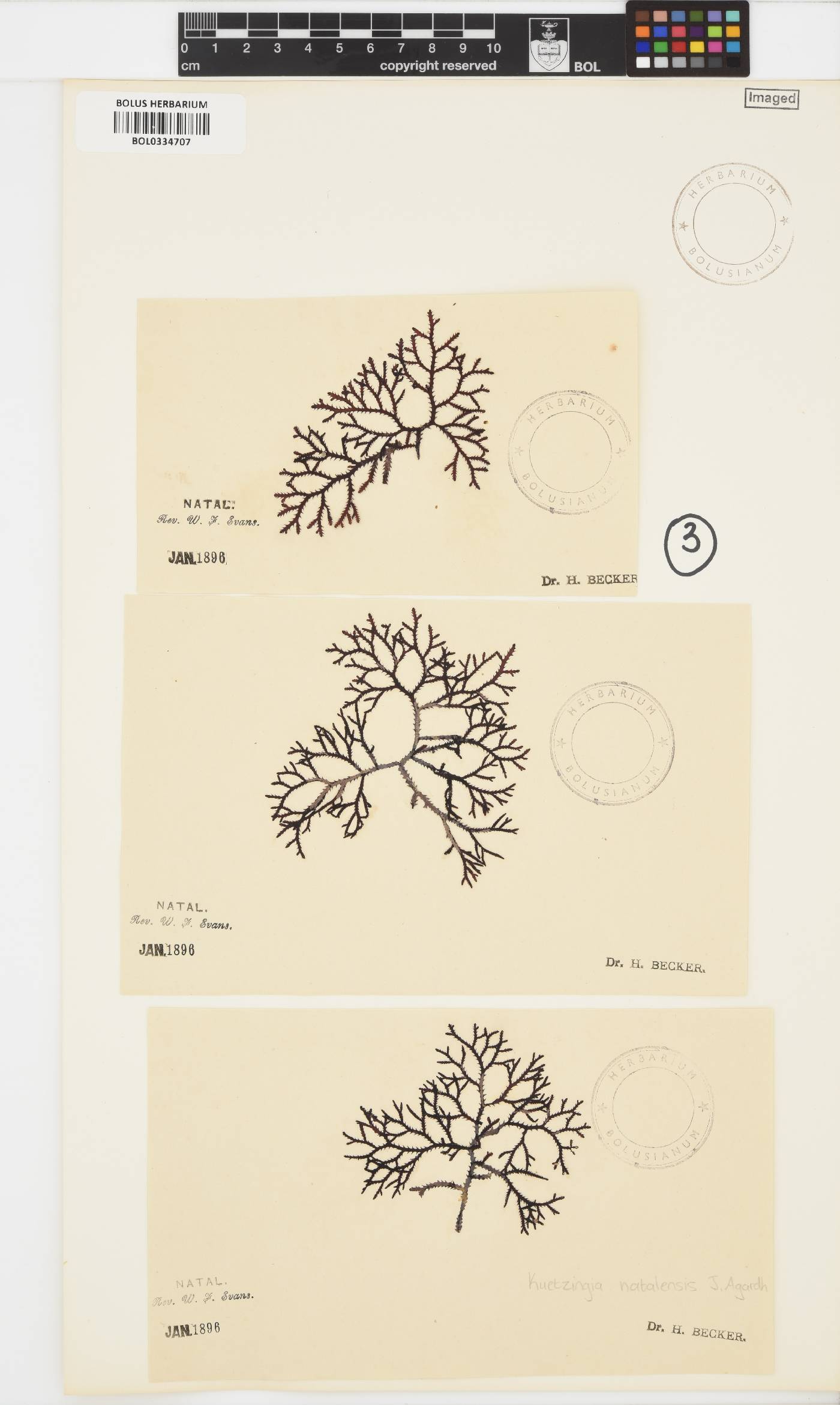 Kentrophora natalensis image