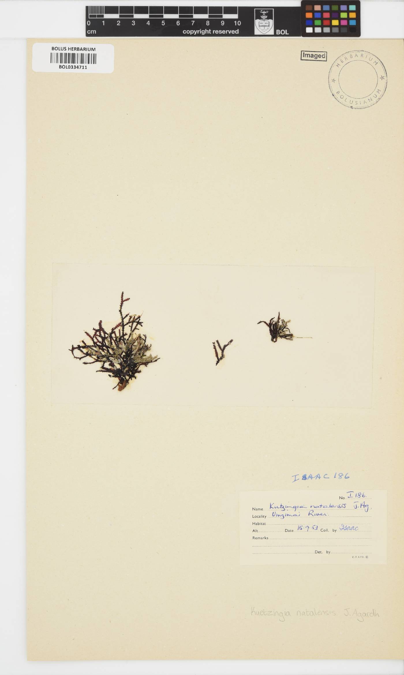 Kentrophora natalensis image