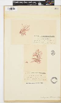 Kentrophora natalensis image