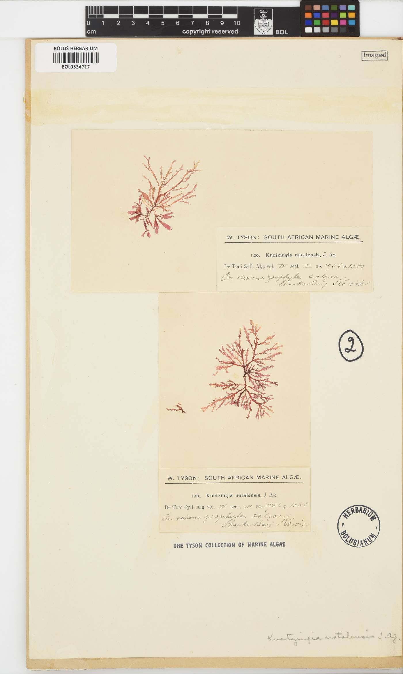 Kentrophora natalensis image