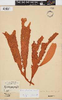 Sarcodia dentata image