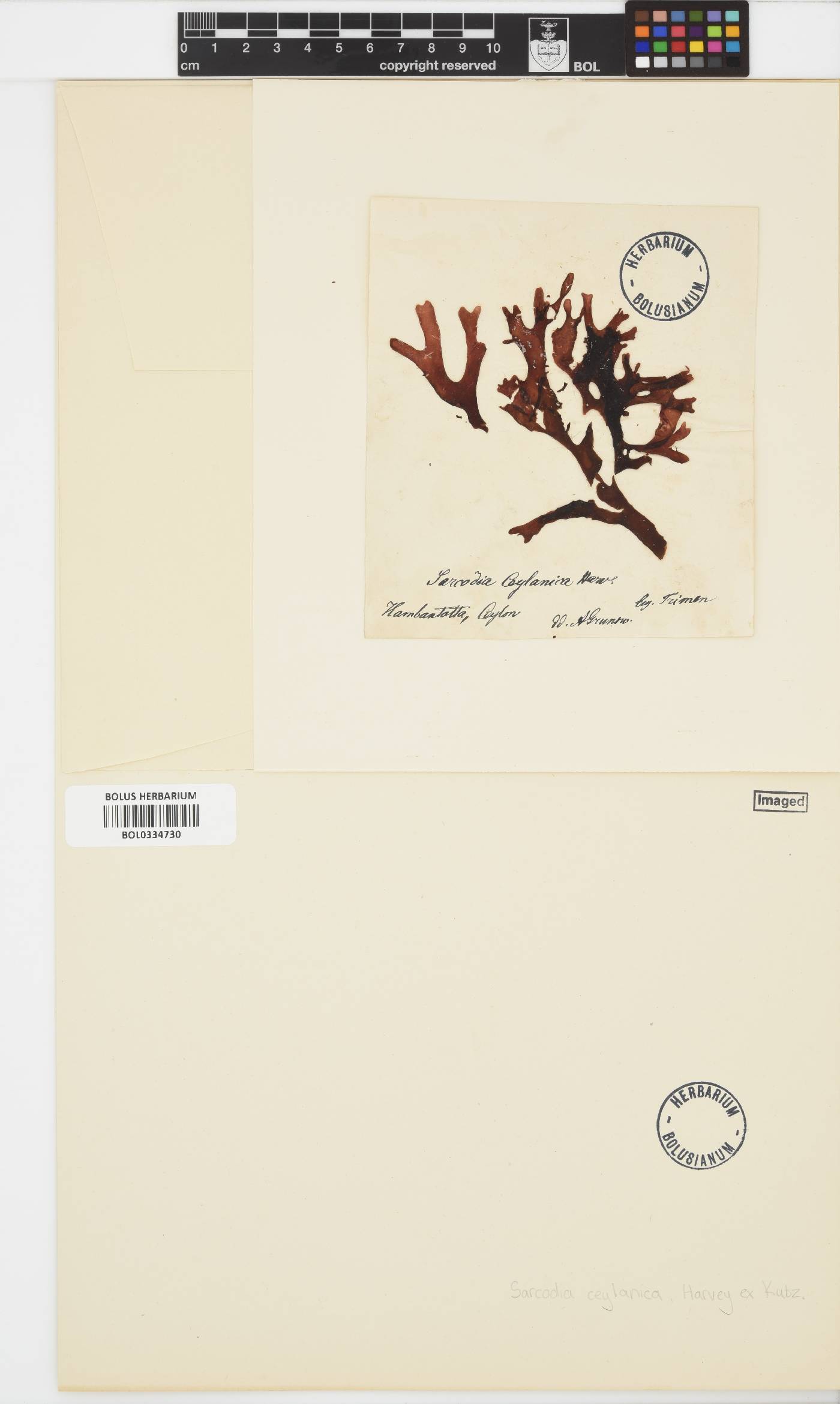 Sarcodia ceylanica image