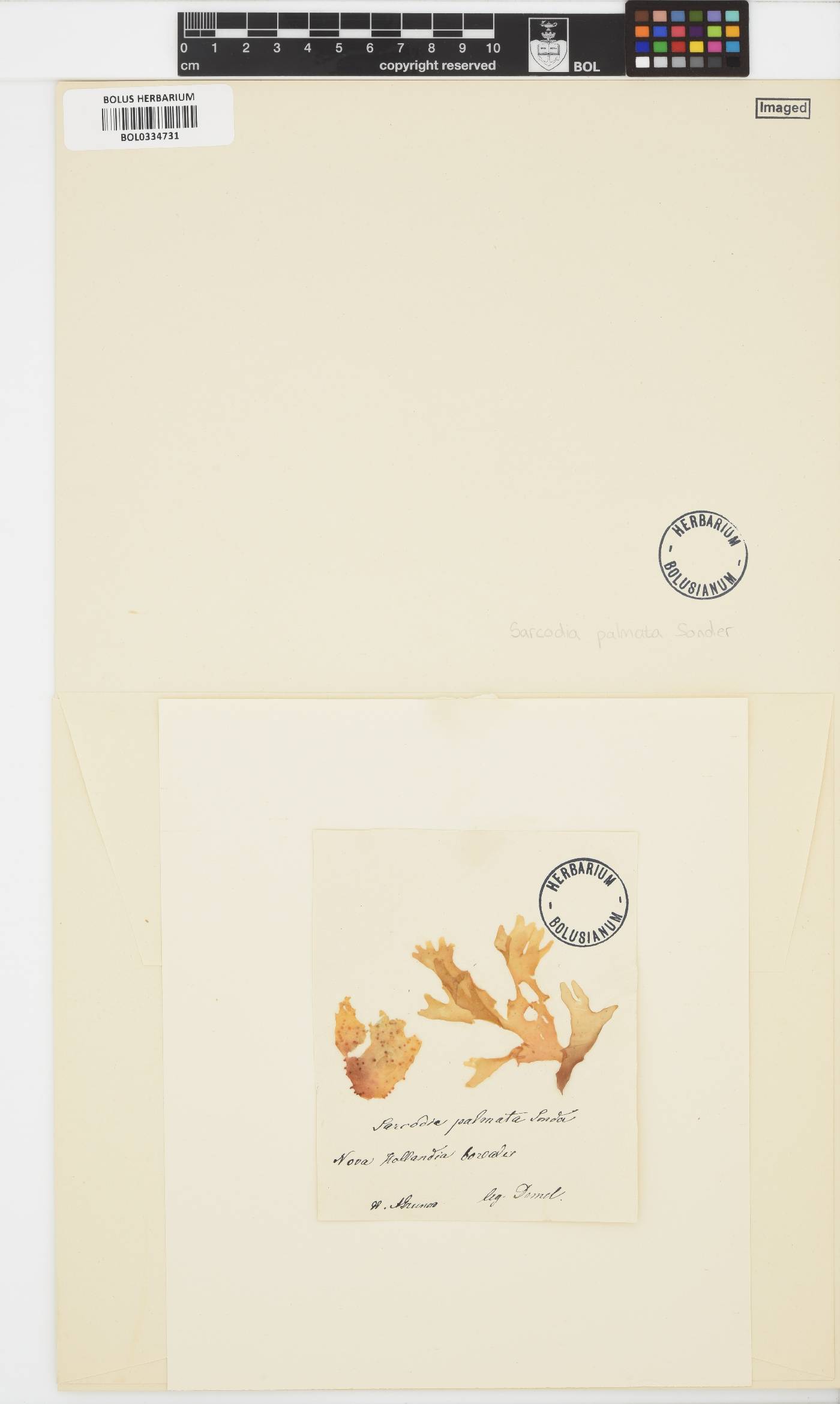 Sarcodia palmata image