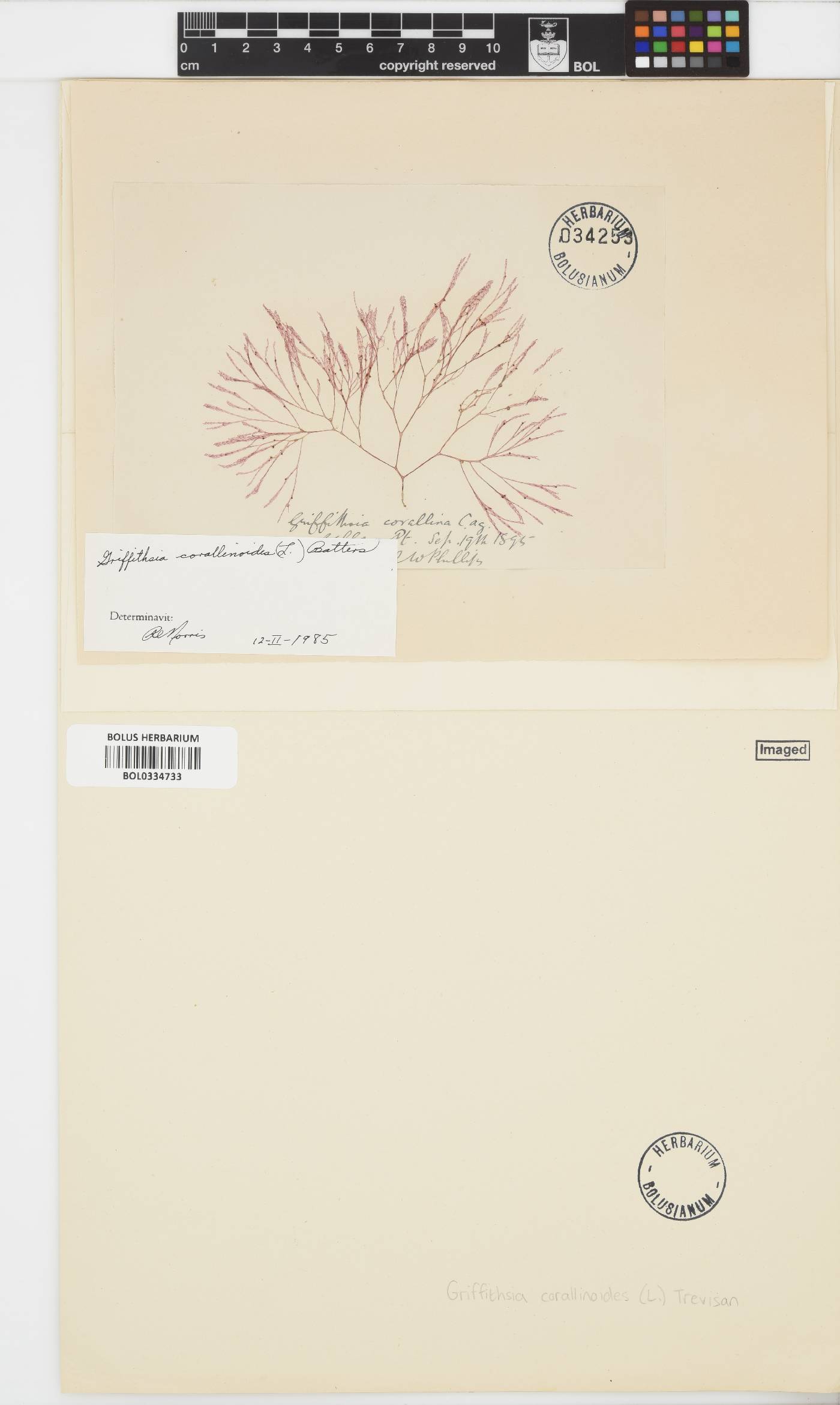 Griffithsia corallinoides image