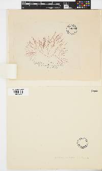 Griffithsia corallinoides image