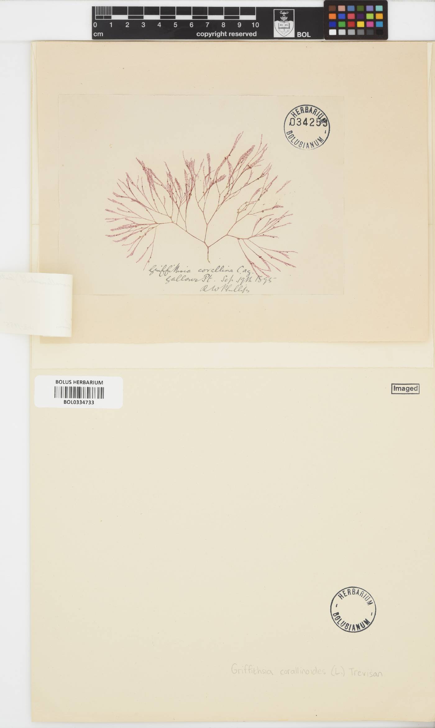 Griffithsia corallinoides image