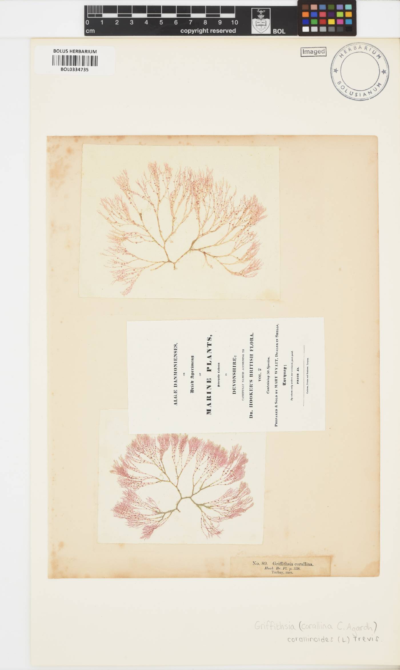 Griffithsia corallinoides image