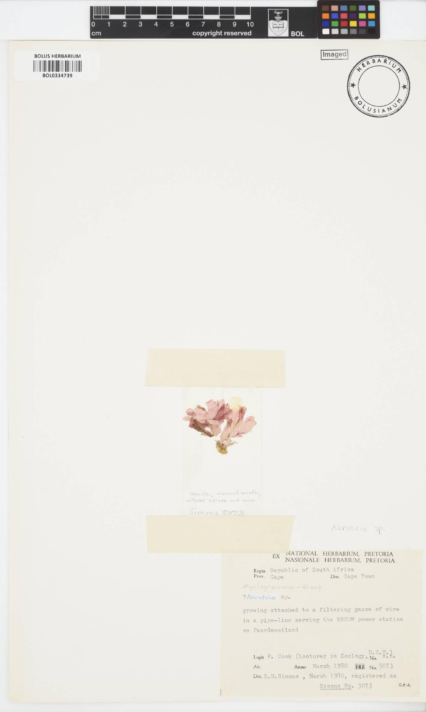 Abroteia image