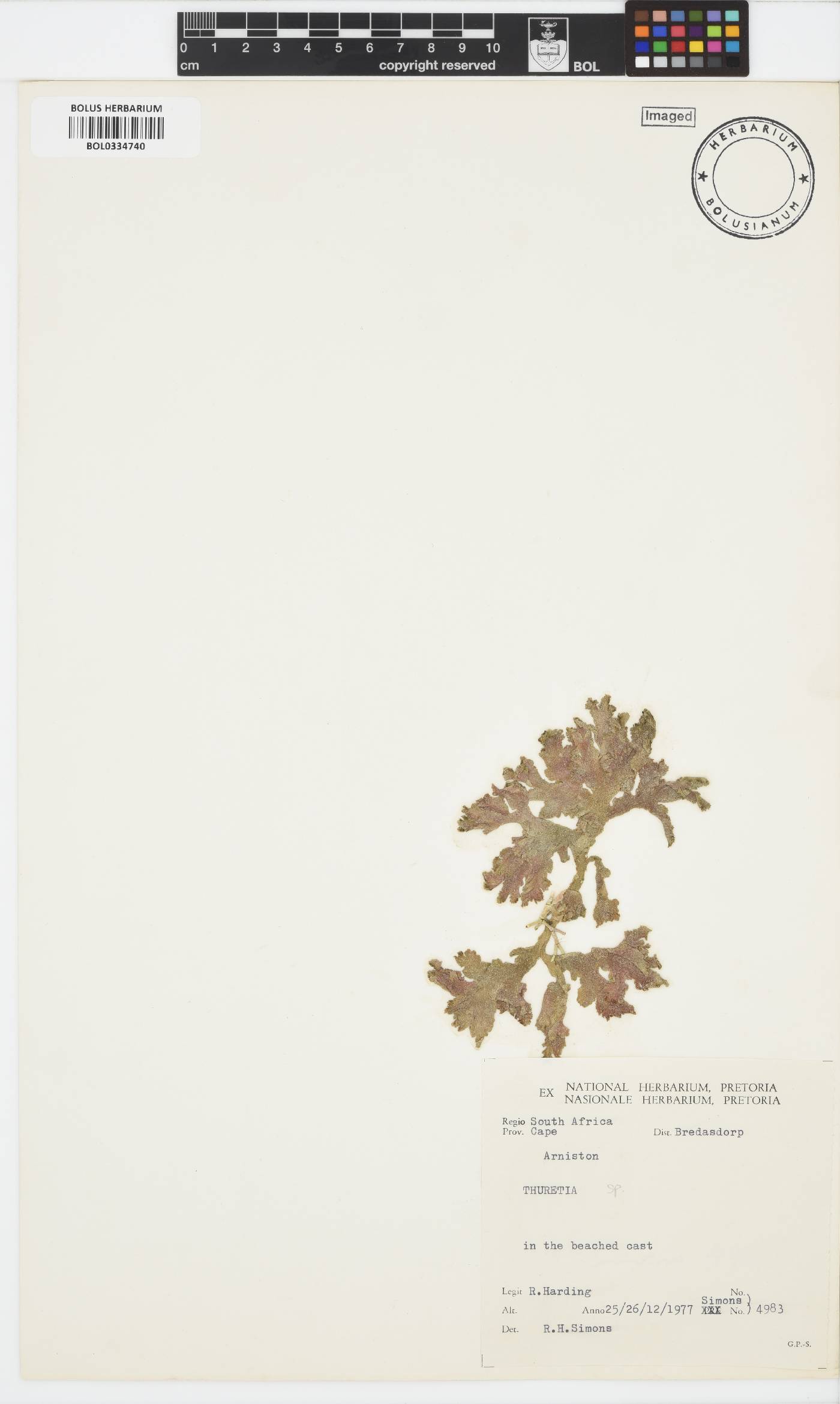 Thuretia image