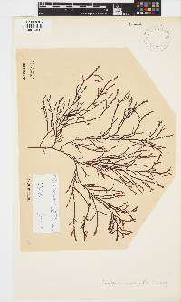Phacelocarpus tortuosus image