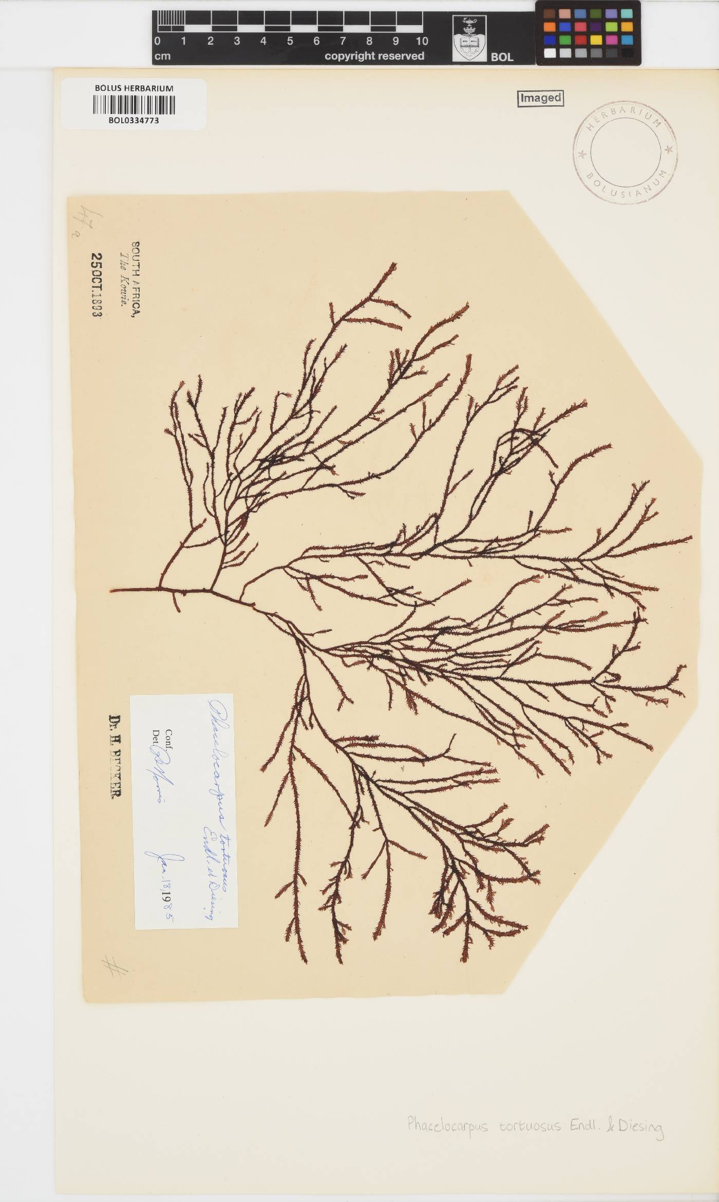 Phacelocarpus image