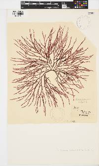 Phacelocarpus tortuosus image