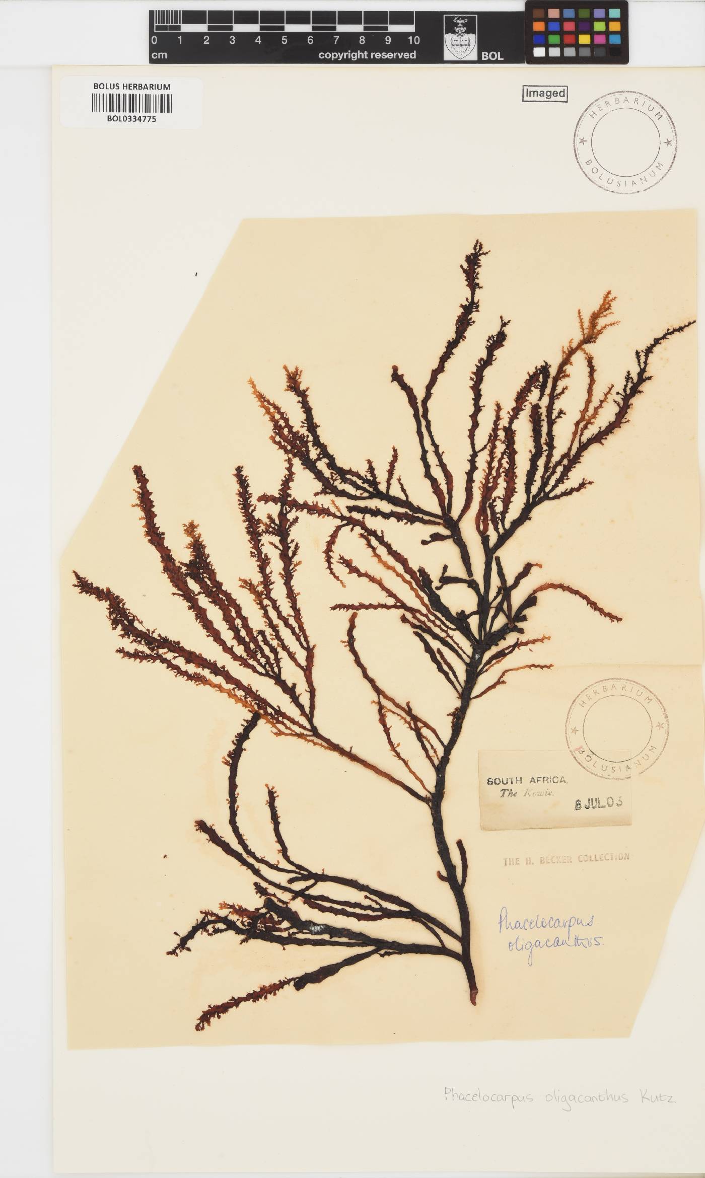 Phacelocarpus oligacanthus image