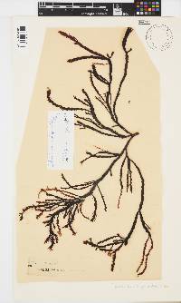Phacelocarpus oligacanthus image