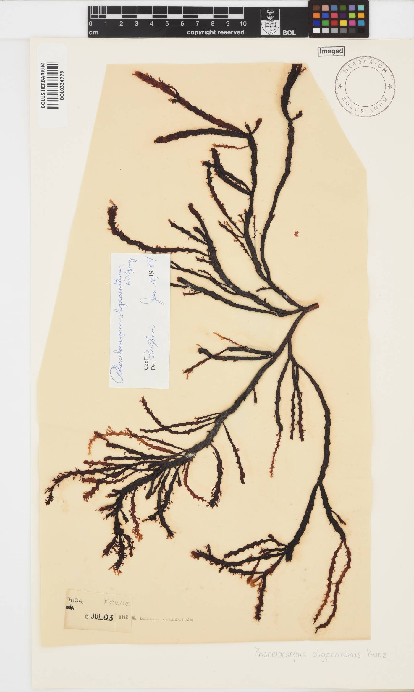 Phacelocarpus oligacanthus image