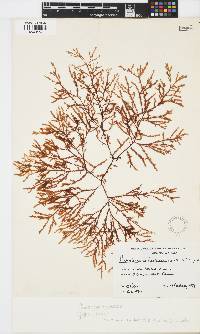 Phacelocarpus peperocarpos image