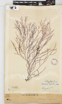 Image of Phacelocarpus disciger